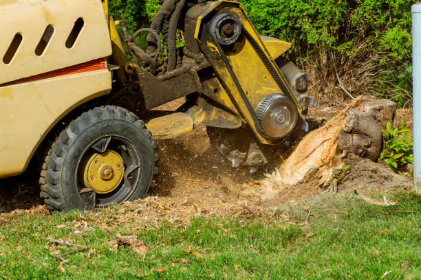 North Puyallup, WA Tree Service Company